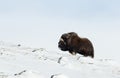 Male Musk Ox standing in snowy mountains Royalty Free Stock Photo