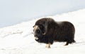 Male Musk Ox standing in snowy Dovrefjell mountains Royalty Free Stock Photo
