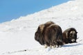 Two male musk ox in winter Royalty Free Stock Photo