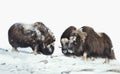 Male musk oxen in the mountains in winter