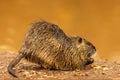 Muskrat Ondatra zibethicus on the river bank munching vegetables