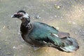 Male of a musky duck Cairina moschata Linnaeus Royalty Free Stock Photo