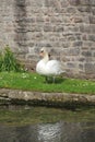 Male Mute Swan - Bishop\'s Palace Moat, Wells,Somerset, England