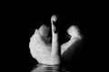 Male Mute Swan in Black and White