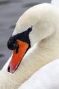 Male Mute Swan - Cygnus olor Royalty Free Stock Photo