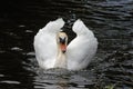 Male mute swan on the canal