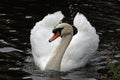 Male mute swan on the canal