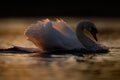 Male Mute Swan Displaying at Sunset