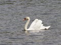 A male mute swan floating on the pond.