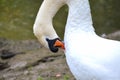 A male mute swan grooming himself