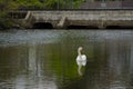 Male Mute Swan Looking Sideways on Pond by Bridge Royalty Free Stock Photo