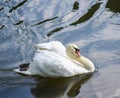 Male Mute Swan Royalty Free Stock Photo