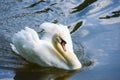 Male Mute Swan Royalty Free Stock Photo