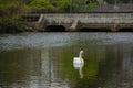 Male Mute Swan Reflecting on Lake Near Bridge Royalty Free Stock Photo