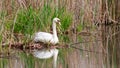 A male mute swan sits on a nesting site on a lake Royalty Free Stock Photo