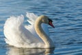 Male Mute Swan Swimming Royalty Free Stock Photo