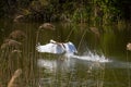 Male Mute swan taking off Royalty Free Stock Photo