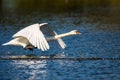 Male mute swan taking off from a pond in London Royalty Free Stock Photo