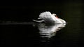 Male Mute Swan in Threat Posture on Dark Water