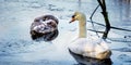 A male mute swan watches over his young offspring, on a cold icy pond early one morning Royalty Free Stock Photo