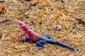 Male mwanza flat-headed rock agama Agama mwanzae or the Spider-Man agama on ground in Serengeti  National Park, Tanzania Royalty Free Stock Photo