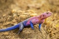 The male Mwanza flat headed rock agama Agama mwanzae or the Spider Man agama, because of its coloration, is a lizard in the