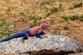 Male mwanza flat-headed rock agama (Agama mwanzae) or the Spider-Man agama Royalty Free Stock Photo