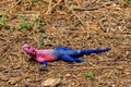 Male mwanza flat-headed rock agama (Agama mwanzae) or the Spider-Man agama Royalty Free Stock Photo