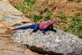 Male mwanza flat-headed rock agama Agama mwanzae or the Spider-Man agama on a stone in Serengeti  National Park, Tanzania Royalty Free Stock Photo