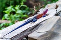 Male Mwanza flat-headed rock agama or Agama mwanzae Royalty Free Stock Photo