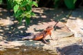 Male Mwanza flat-headed rock agama or Agama mwanzae Royalty Free Stock Photo