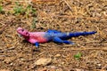 Male mwanza flat-headed rock agama (Agama mwanzae) or Spider-Man agama on ground in Serengeti National Park, Tanzania Royalty Free Stock Photo