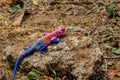 Male mwanza flat-headed rock agama (Agama mwanzae) or Spider-Man agama on a stone in Serengeti National Park, Tanzania Royalty Free Stock Photo