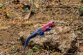 Male mwanza flat-headed rock agama (Agama mwanzae) or the Spider-Man agama on stone in Serengeti National Park, Tanzania Royalty Free Stock Photo