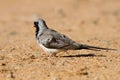 Male Namaqua Dove Royalty Free Stock Photo