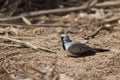 Male Namaqua dove Oena capensis sunbathing on the ground. Royalty Free Stock Photo