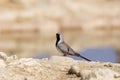 Male Namaqua Dove sat on rocks at a waterhole Royalty Free Stock Photo
