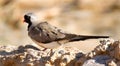 Male Namaqua dove on wall of watering hole Royalty Free Stock Photo