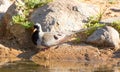 Male Namaqua Dove at waterhole Royalty Free Stock Photo