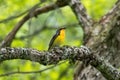 Male Narcissus Flycatcher in the forest Royalty Free Stock Photo