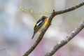 Male Narcissus Flycatcher in the forest Royalty Free Stock Photo