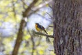 Male Narcissus Flycatcher in the forest Royalty Free Stock Photo