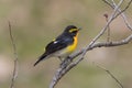 Male Narcissus Flycatcher singing in a springtime forest