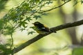 Male Narcissus Flycatcher singing in a springtime forest