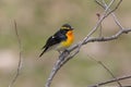 Male Narcissus Flycatcher singing in a springtime forest