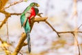 Male Narina Trogon - Apaloderma narina Royalty Free Stock Photo