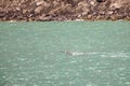 Male narwhal in pod