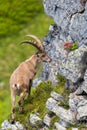 Male alpine capra ibex capricorn standing at rock in steep grassland