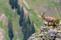 Male alpine ibex capricorn standing on rocks at scarp