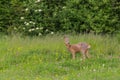 Male roe deer buck capreolus standing in green meadow with flowers Royalty Free Stock Photo